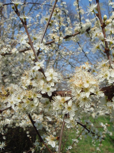 Prunus spinosa fleur P2D